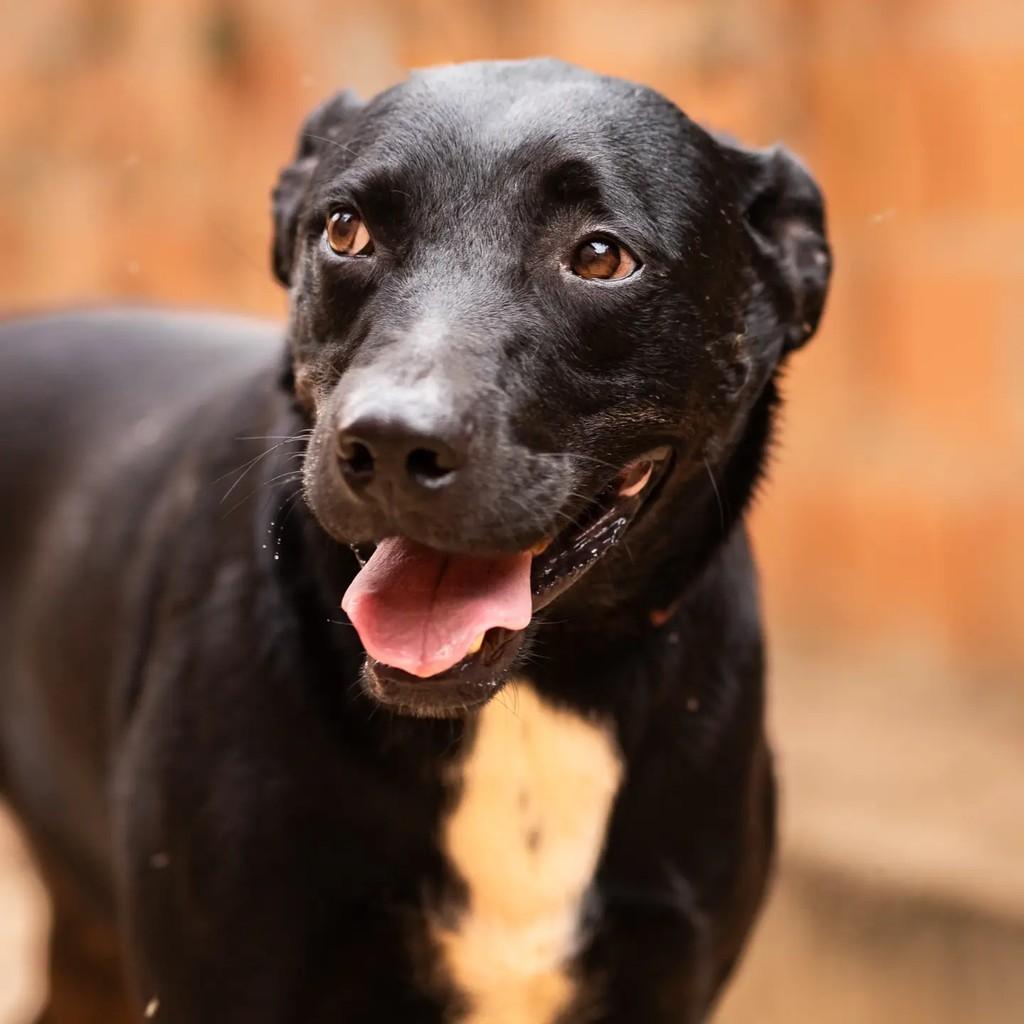 Porto Alegre, cachorro de porte médio para adoção em Porto Alegre - RS