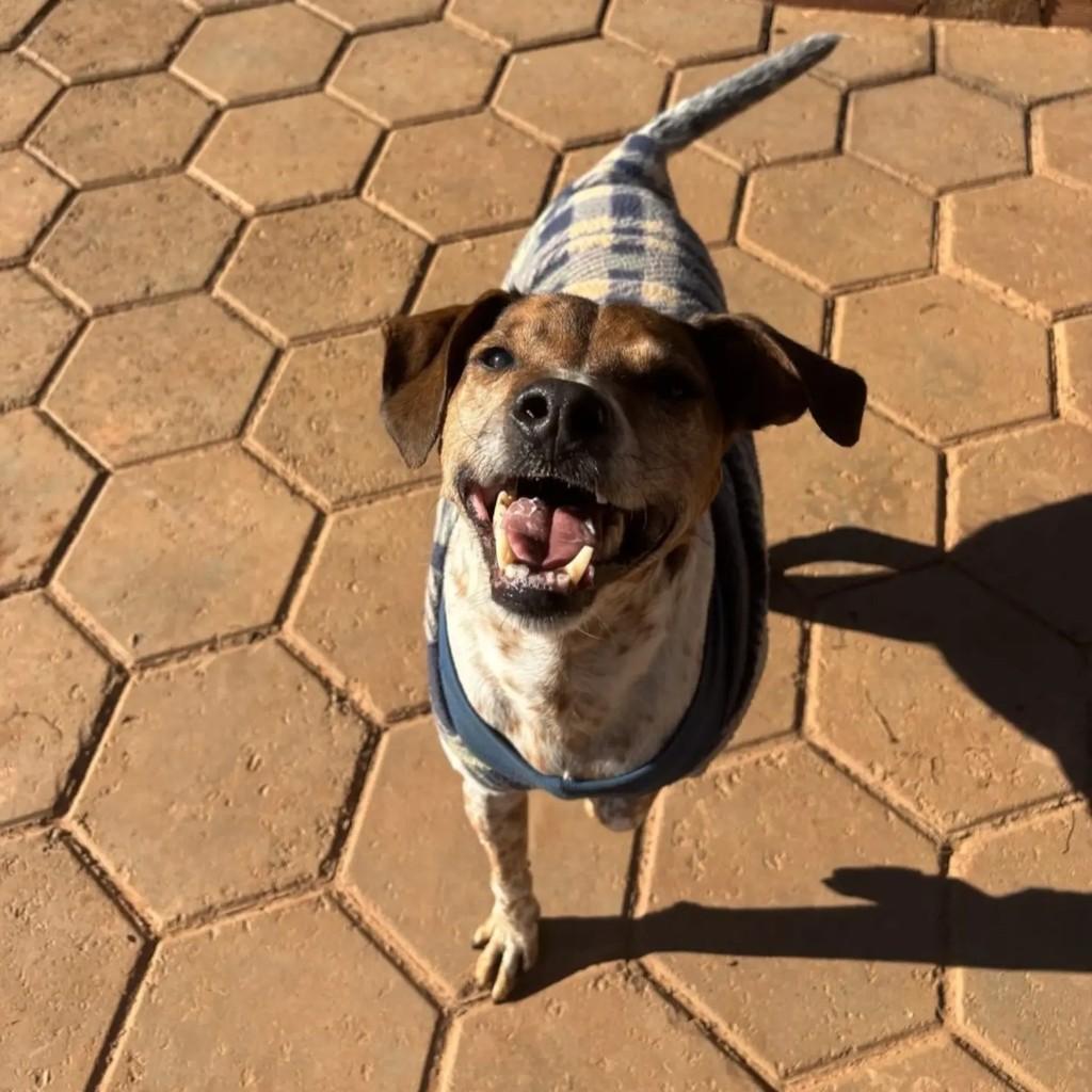 Júlio, cachorro de porte médio para adoção em Indaiatuba - SP