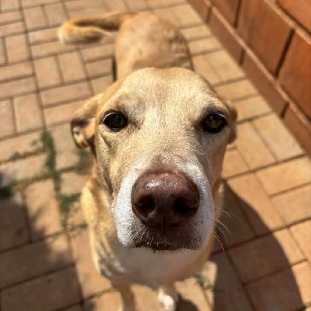 Alemão, cachorro de porte médio para adoção em Indaiatuba - SP