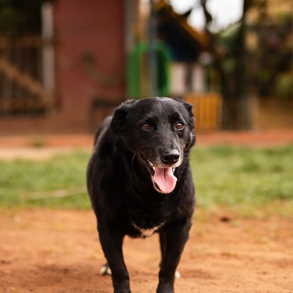 Aparício, cachorro de porte pequeno para adoção em Indaiatuba - SP