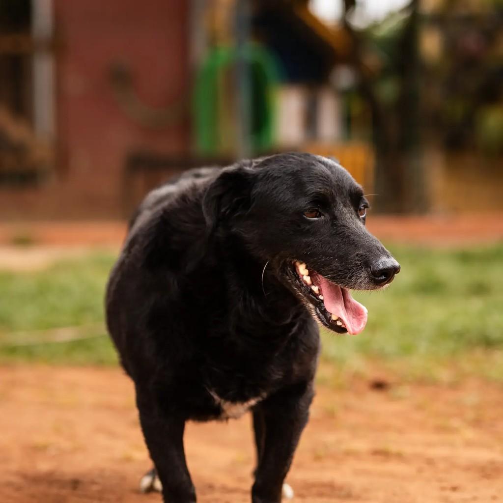 Aparício, cachorro de porte pequeno para adoção em Indaiatuba - SP — foto 2 de 2