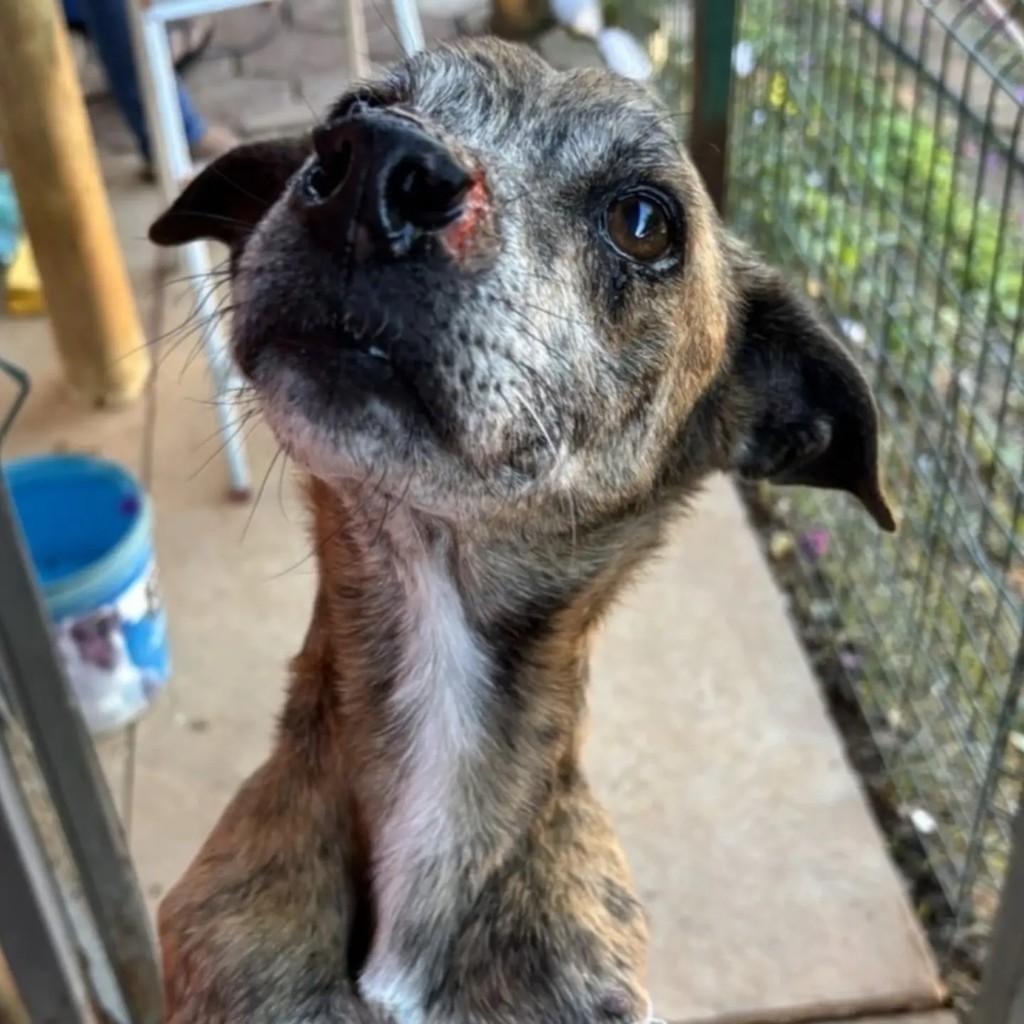Pintado, cachorro de porte médio para adoção em Indaiatuba - SP