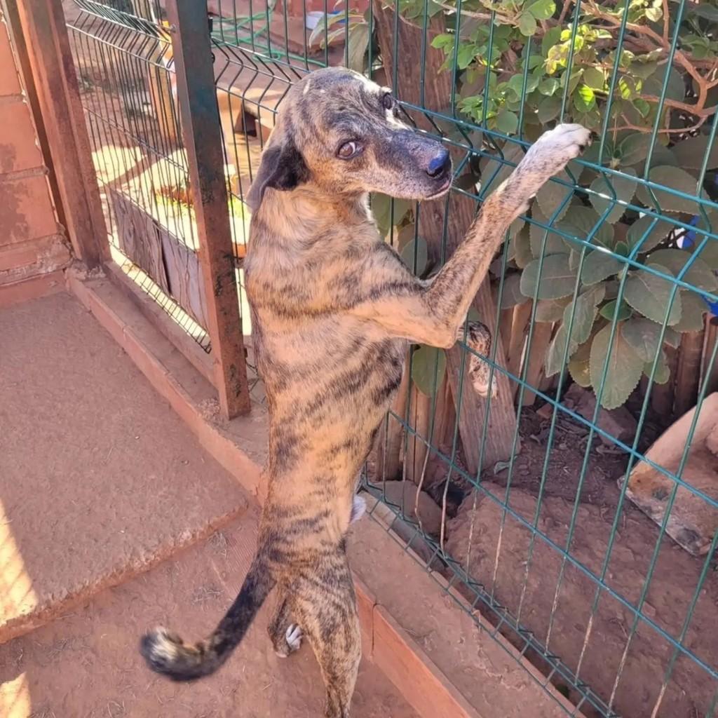 Pintado, cachorro de porte médio para adoção em Indaiatuba - SP — foto 2 de 4