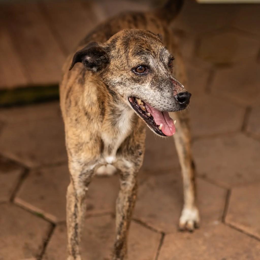 Pintado, cachorro de porte médio para adoção em Indaiatuba - SP — foto 3 de 4