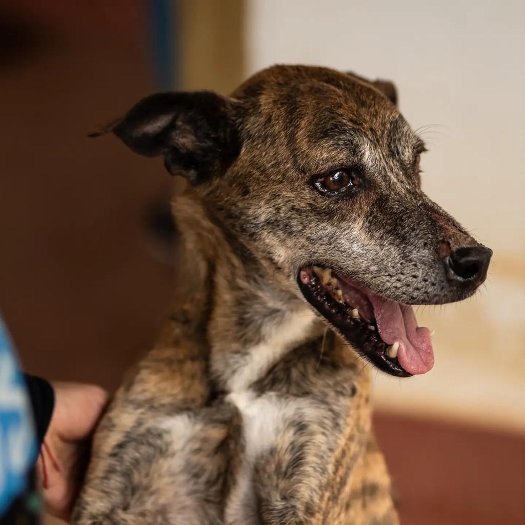 Pintado, cachorro de porte médio para adoção em Indaiatuba - SP — foto 4 de 4