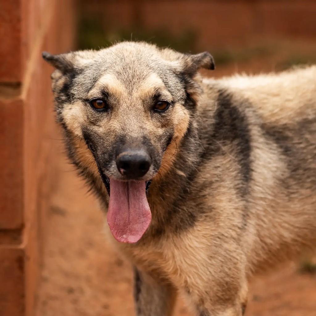 Valente, cachorro de porte médio para adoção em Indaiatuba - SP