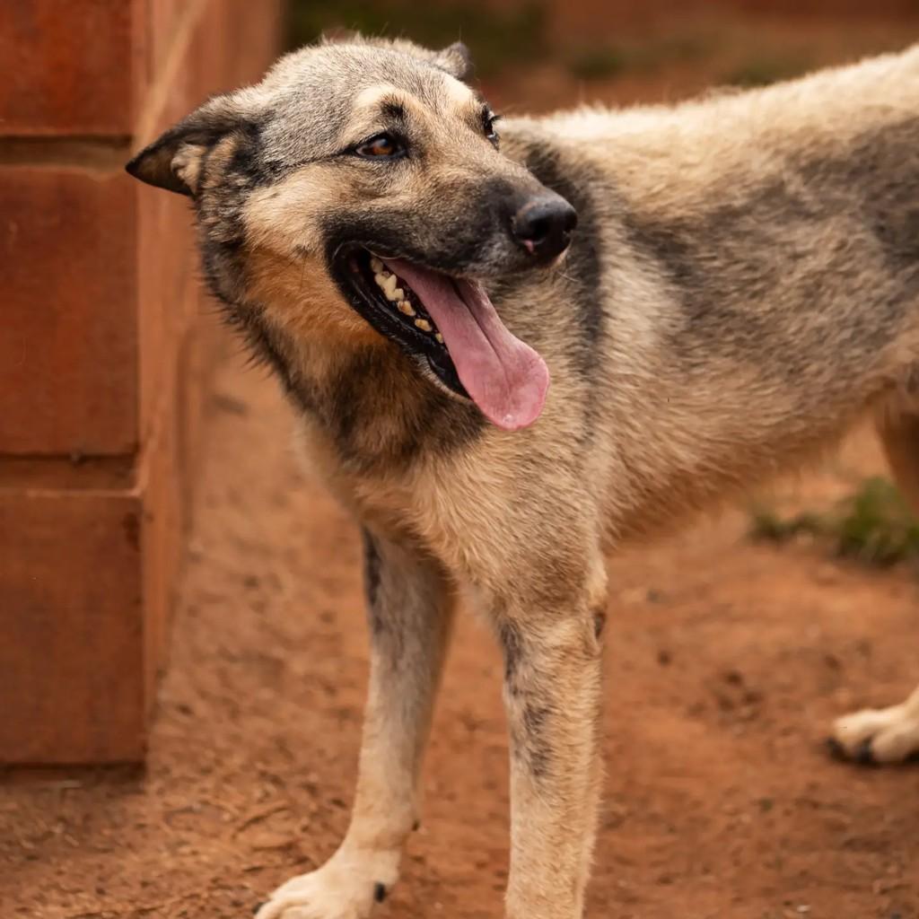 Valente, cachorro de porte médio para adoção em Indaiatuba - SP — foto 2 de 5