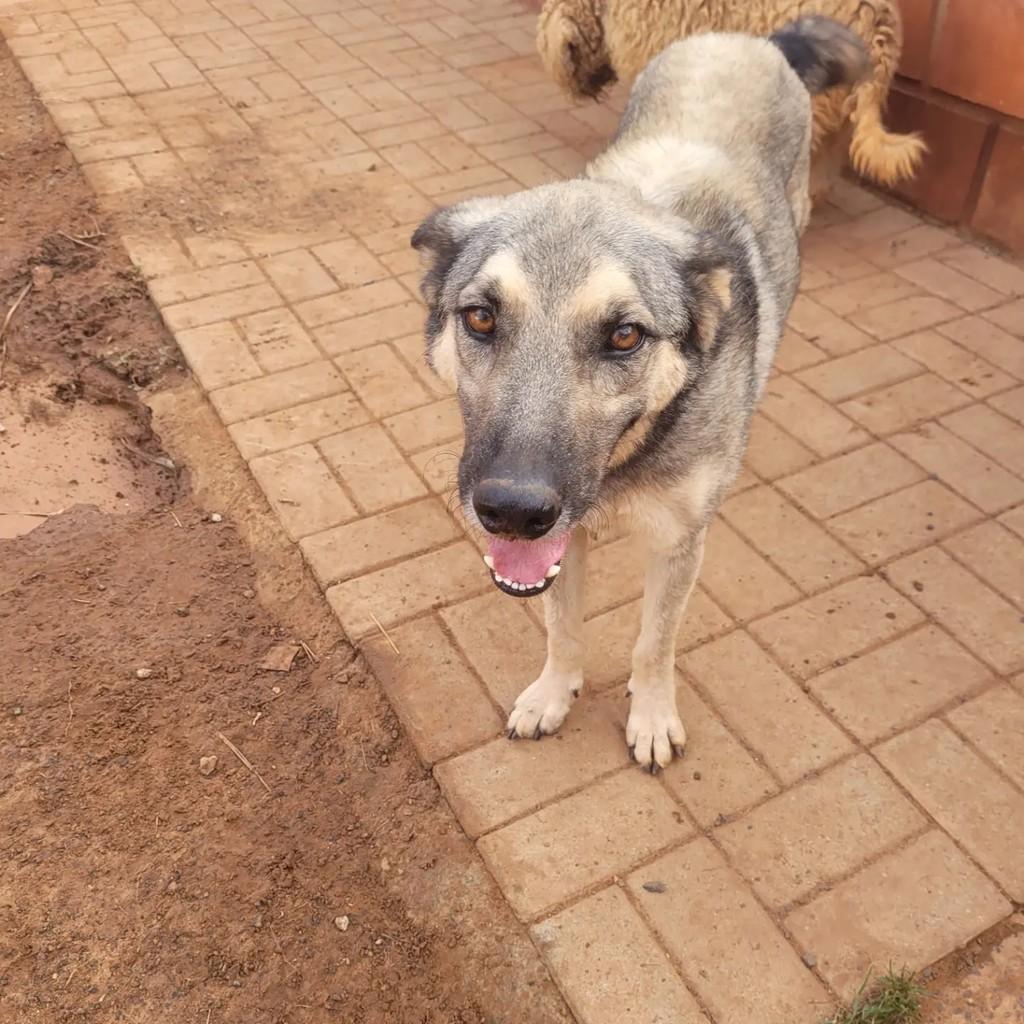Valente, cachorro de porte médio para adoção em Indaiatuba - SP — foto 3 de 5