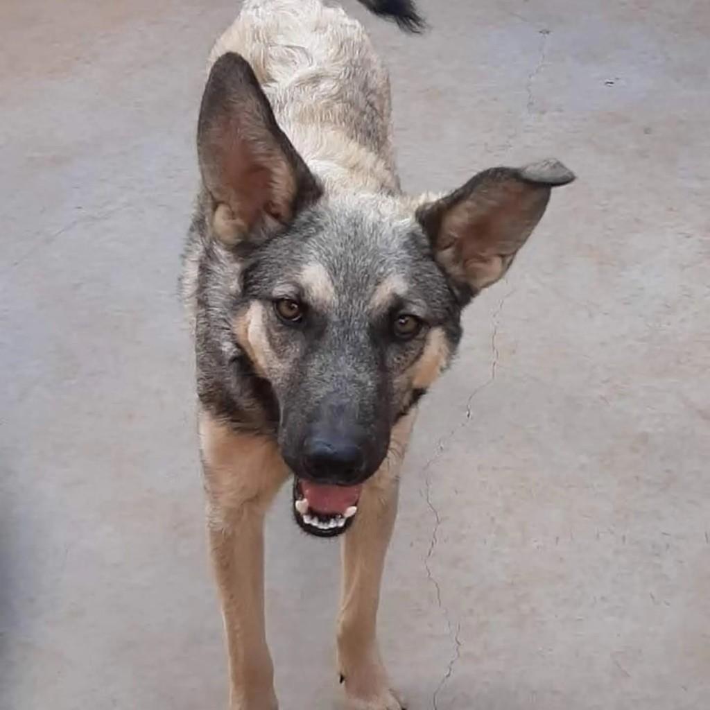 Valente, cachorro de porte médio para adoção em Indaiatuba - SP — foto 4 de 5