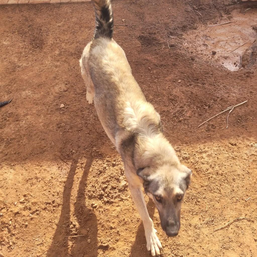 Valente, cachorro de porte médio para adoção em Indaiatuba - SP — foto 5 de 5