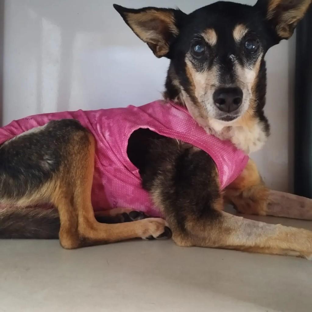 Vitória, cachorro de porte médio para adoção em Indaiatuba - SP