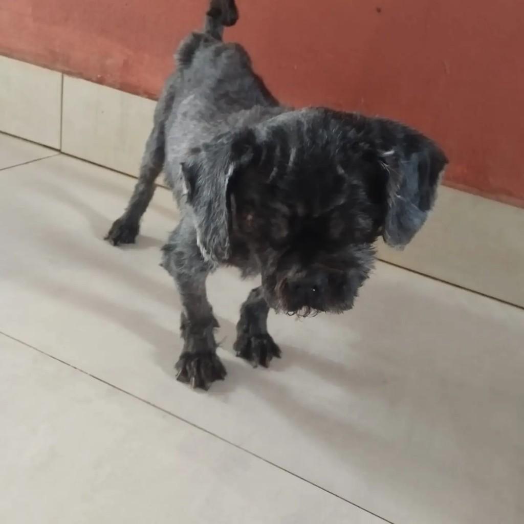 Pulga, cachorro de porte pequeno para adoção em Indaiatuba - SP