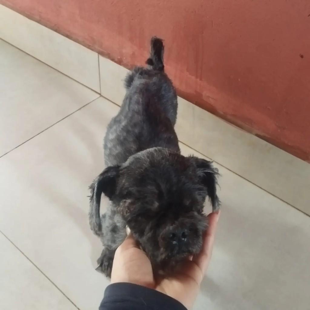 Pulga, cachorro de porte pequeno para adoção em Indaiatuba - SP — foto 2 de 2