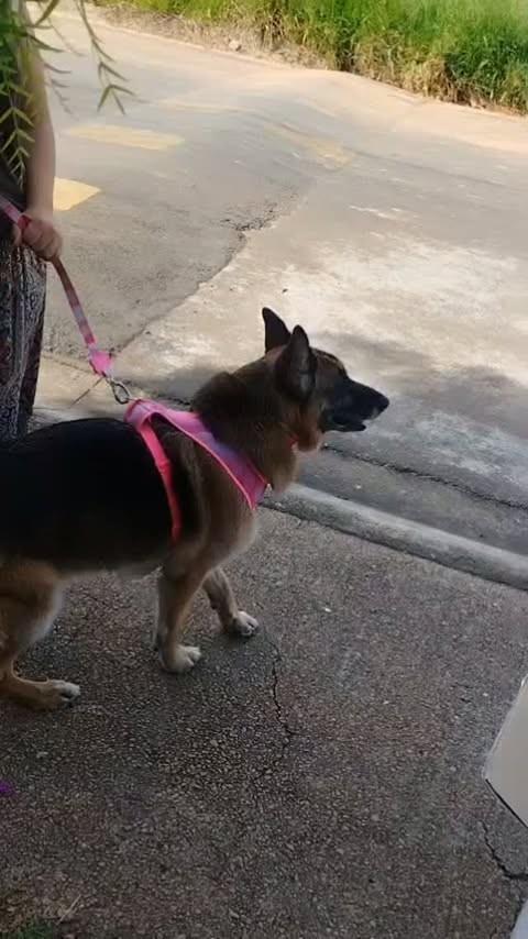 Candy, cachorro de porte pequeno para adoção em Indaiatuba - SP