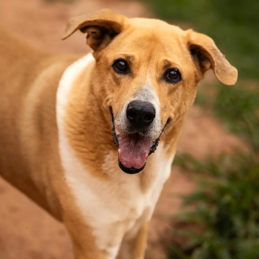 Pluto, cachorro para adoção em Indaiatuba - SP