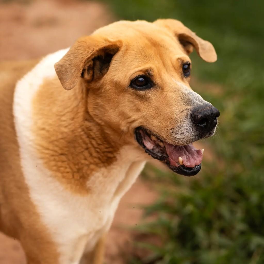 Pluto, cachorro para adoção em Indaiatuba - SP — foto 2 de 3