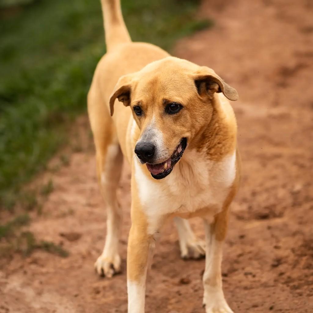 Pluto, cachorro para adoção em Indaiatuba - SP — foto 3 de 3