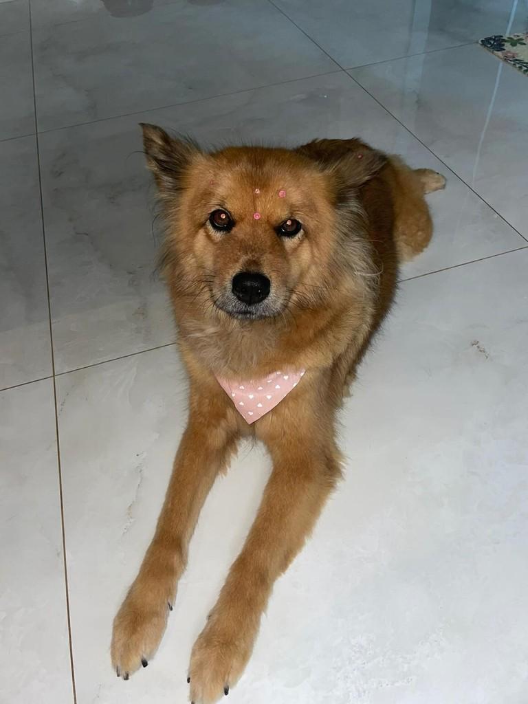 Belinha, cadela de porte médio para adoção em Matipó - MG