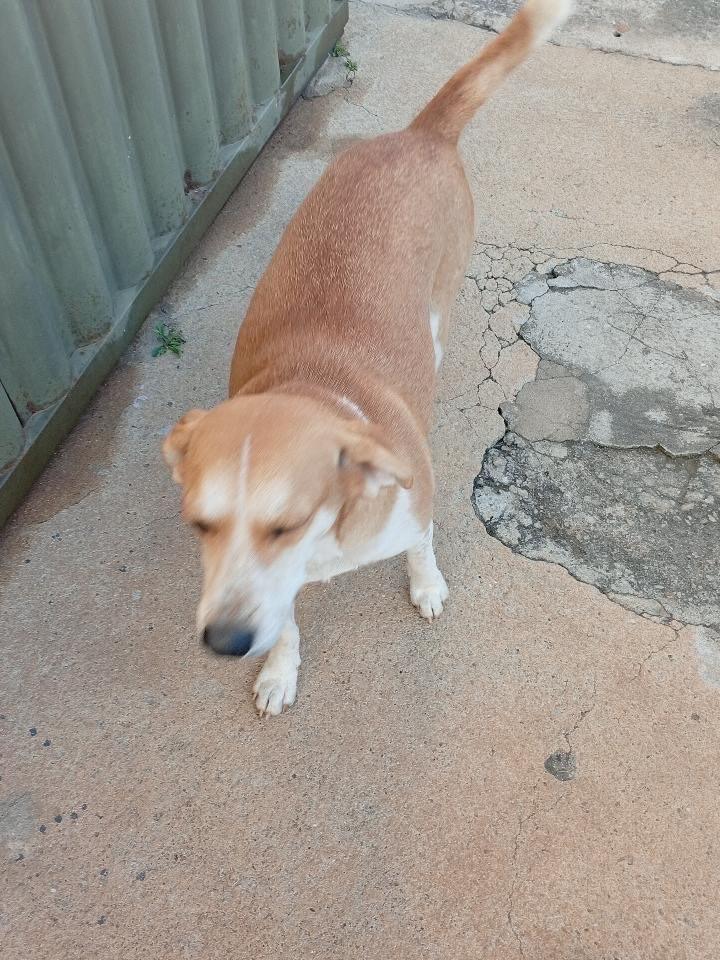Bonita, cadela de porte médio para adoção em Matipó - MG