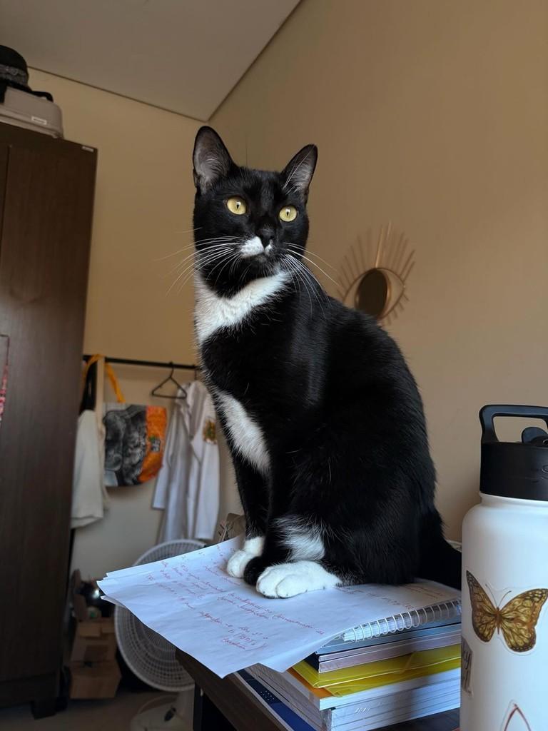 Elis, gato de porte pequeno para adoção em Matipó - MG