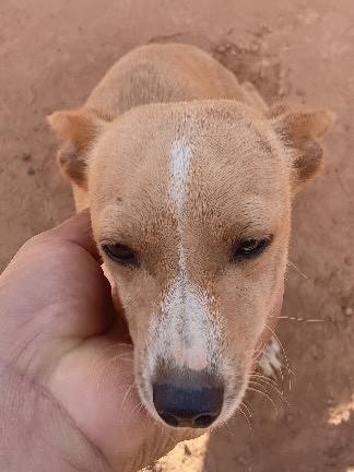 Pipoca, cachorro de porte pequeno para adoção em Matipó - MG