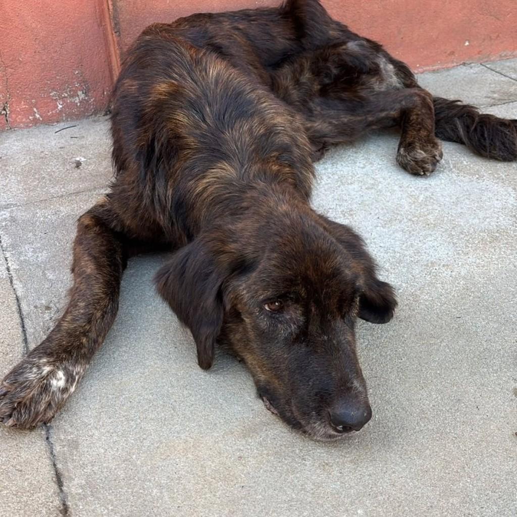 Atena, cachorro de porte médio para adoção em Santo Antônio do Amparo - MG