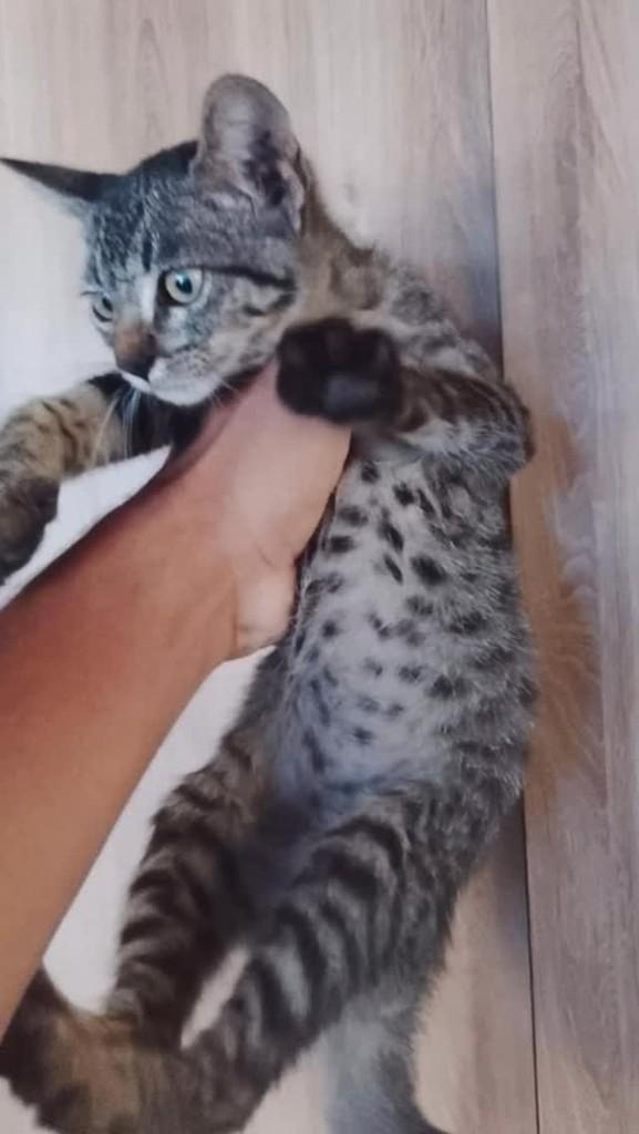 Tigrinha, gata para adoção em Umbaúba - SE
