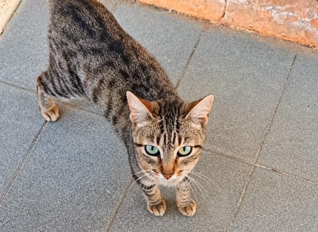 Oncinha, gato de porte pequeno para adoção em Umbaúba - SE