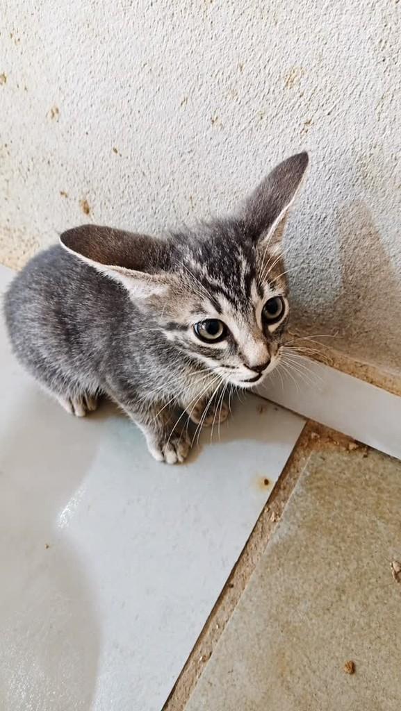 Orelhudinho, gato de porte pequeno para adoção em Umbaúba - SE