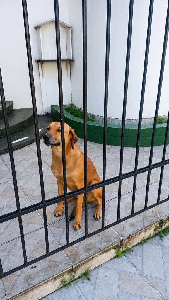 Umbaúba, cachorro de porte médio para adoção em Umbaúba - SE