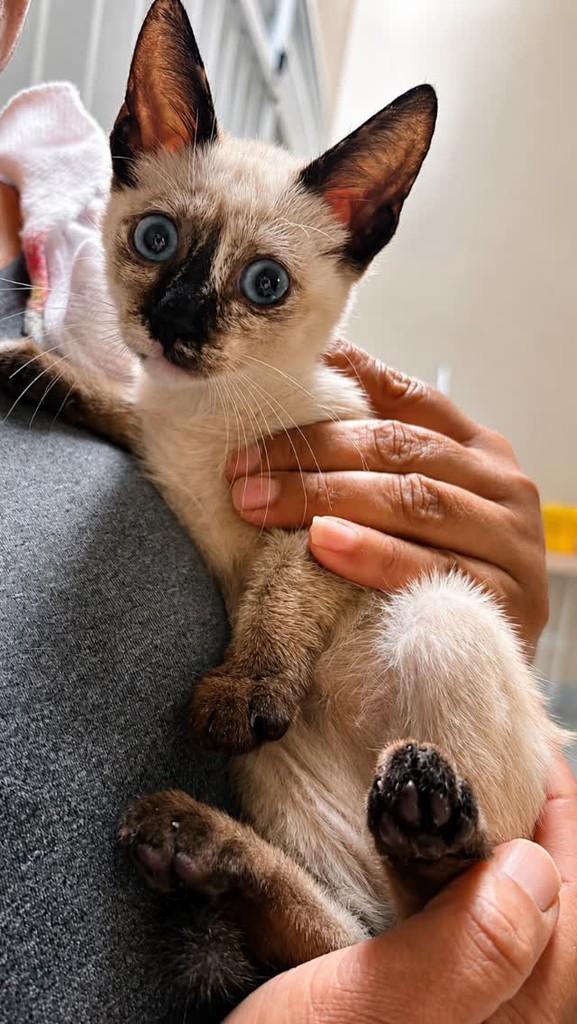 Ela, gato de porte pequeno para adoção em Umbaúba - SE