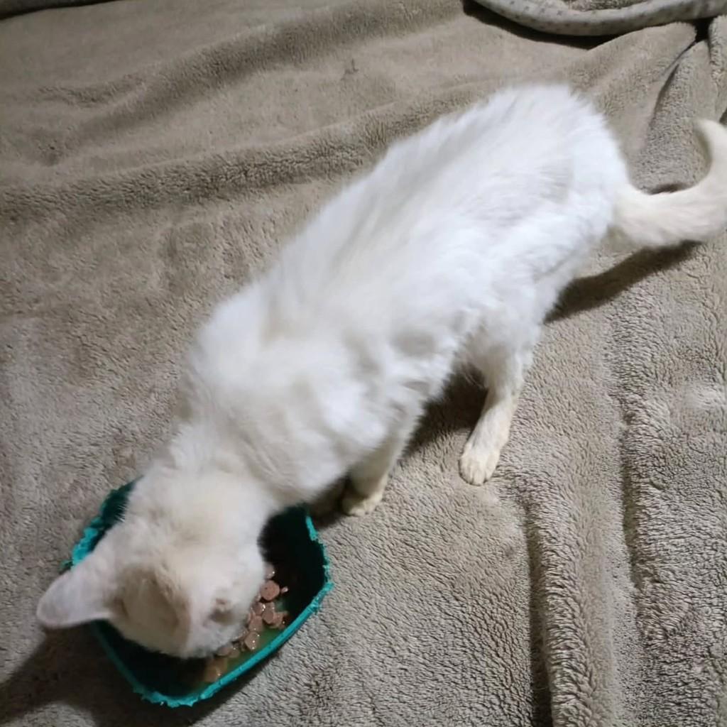 Branca, gata de porte pequeno para adoção em Jardinópolis - SP