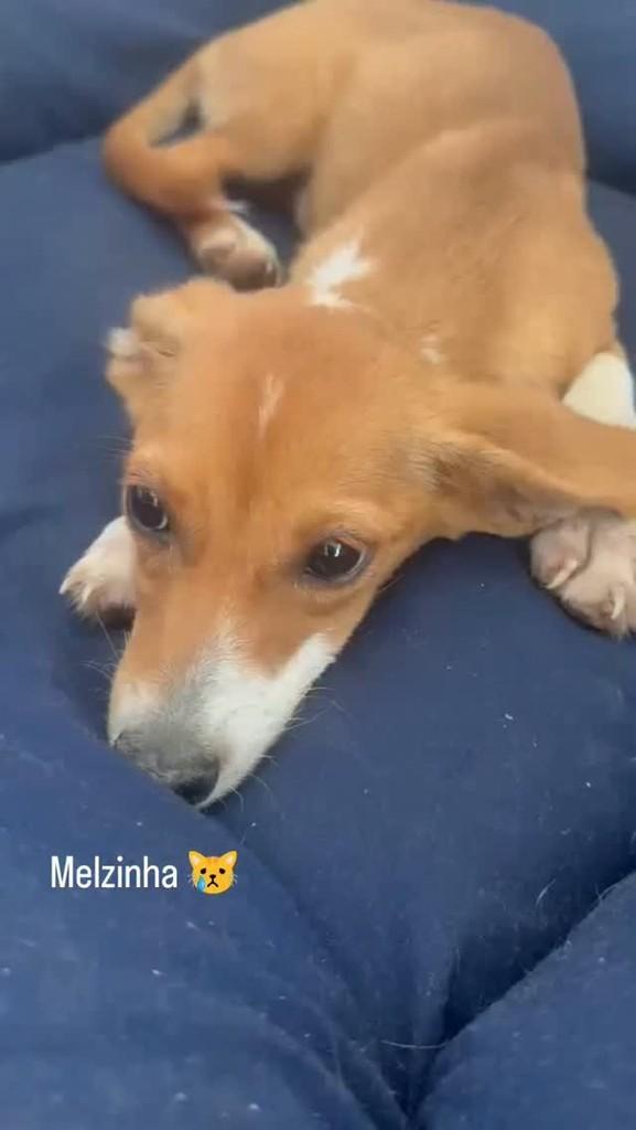 Melzinha, cachorro de porte médio para adoção em Linhares - ES