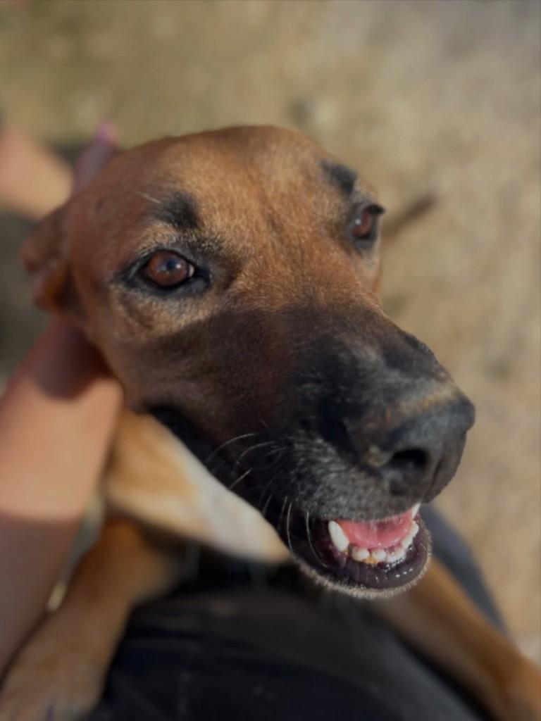 Hermione, cachorro de porte médio para adoção em Juara - MT