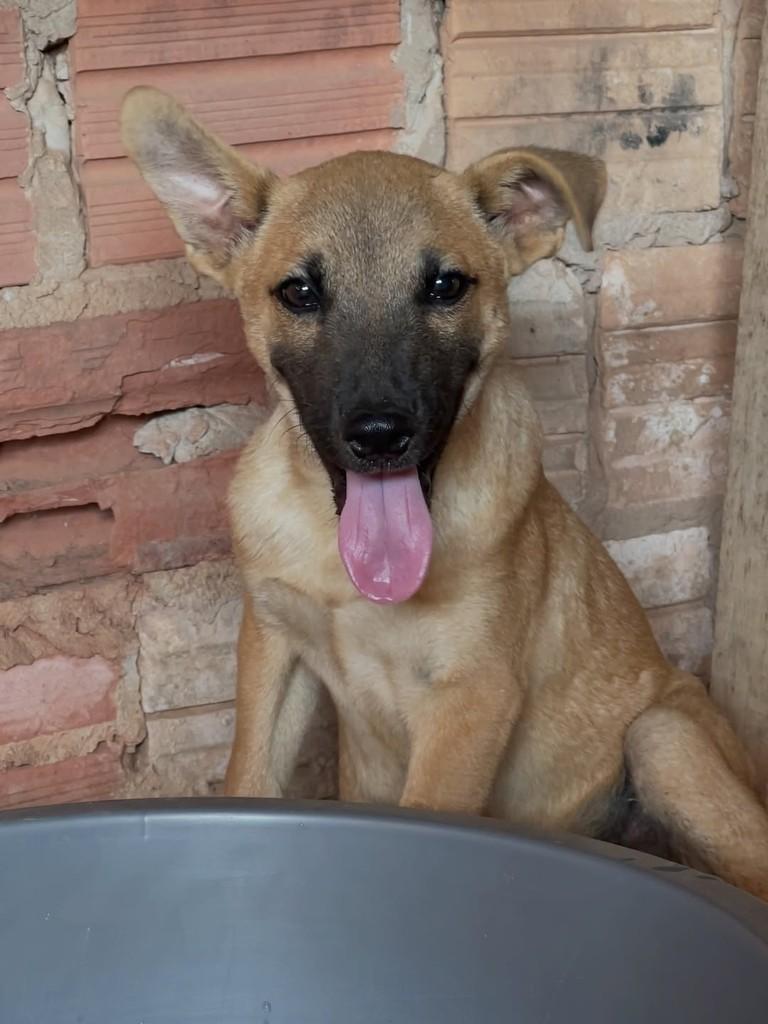 Leleko, cachorro de porte pequeno para adoção em Juara - MT