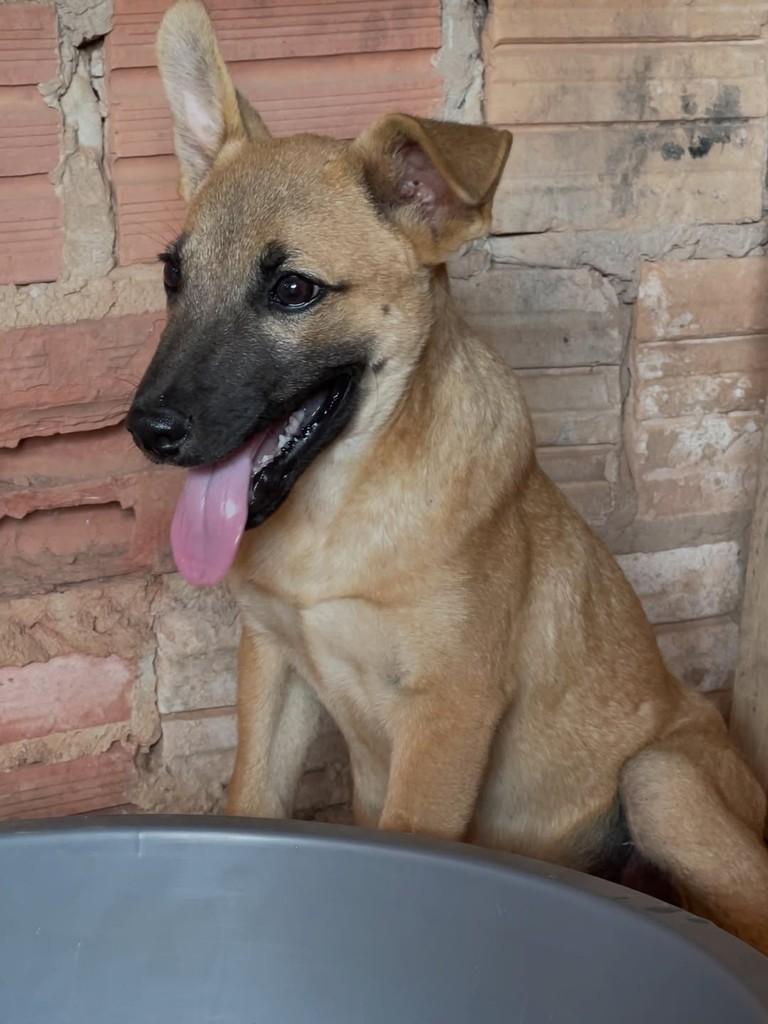 Leleko, cachorro de porte pequeno para adoção em Juara - MT — foto 2 de 4