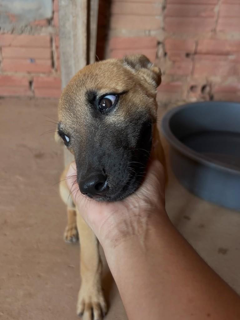 Leleko, cachorro de porte pequeno para adoção em Juara - MT — foto 3 de 4