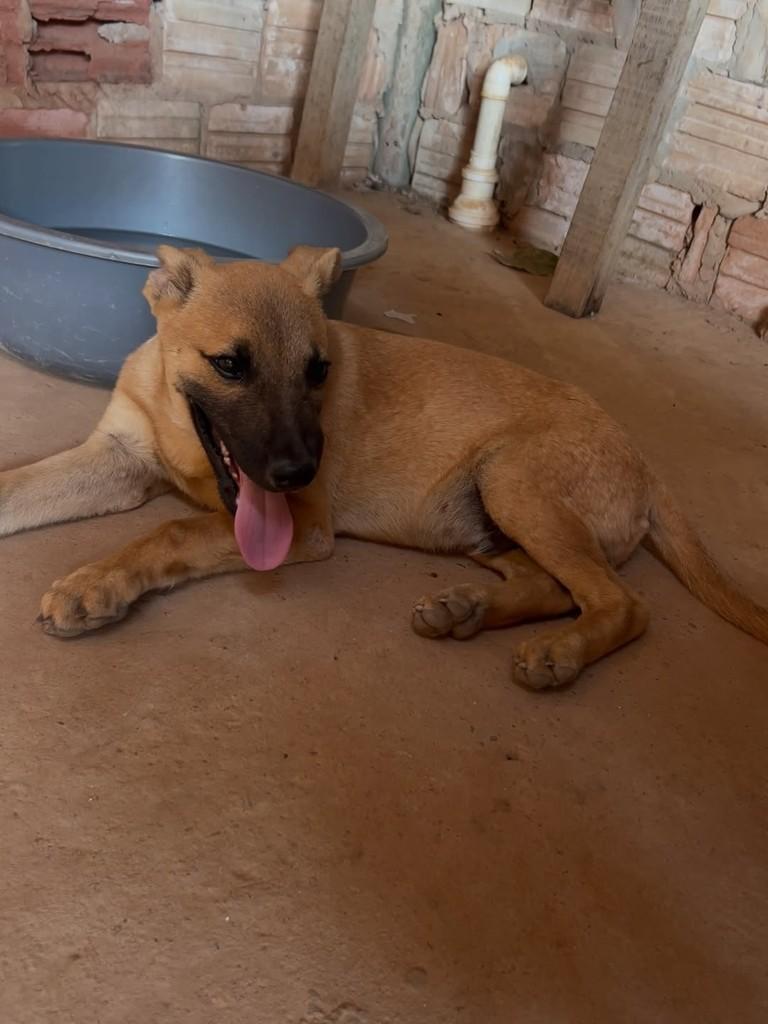 Leleko, cachorro de porte pequeno para adoção em Juara - MT — foto 4 de 4