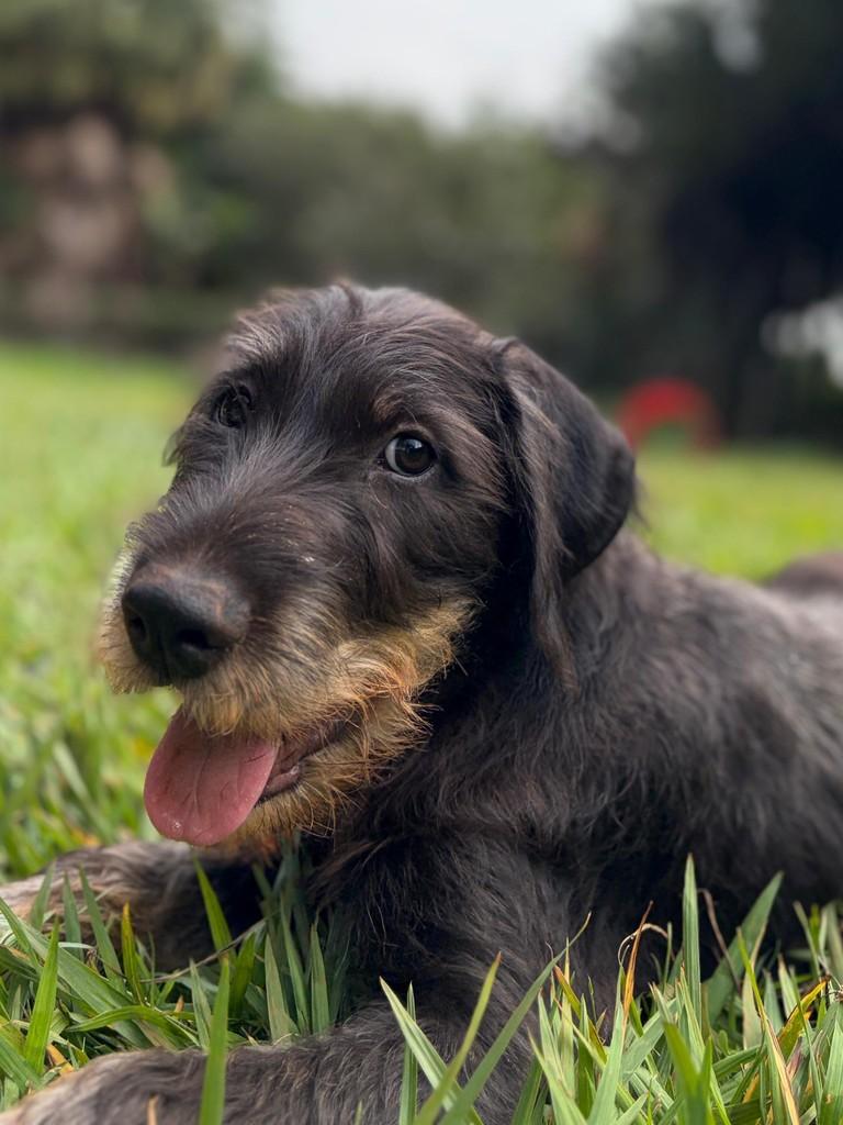 Bear Tonhão, cachorro de porte médio para adoção em Campinas - SP