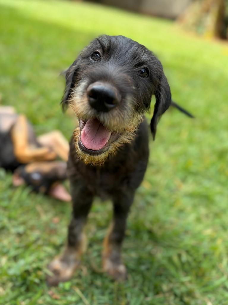 Bear Tonhão, cachorro de porte médio para adoção em Campinas - SP — foto 2 de 14