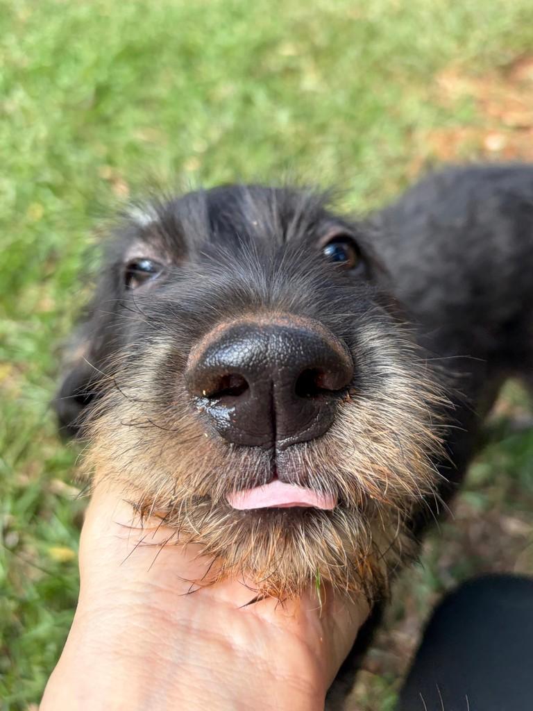 Bear Tonhão, cachorro de porte médio para adoção em Campinas - SP — foto 3 de 14