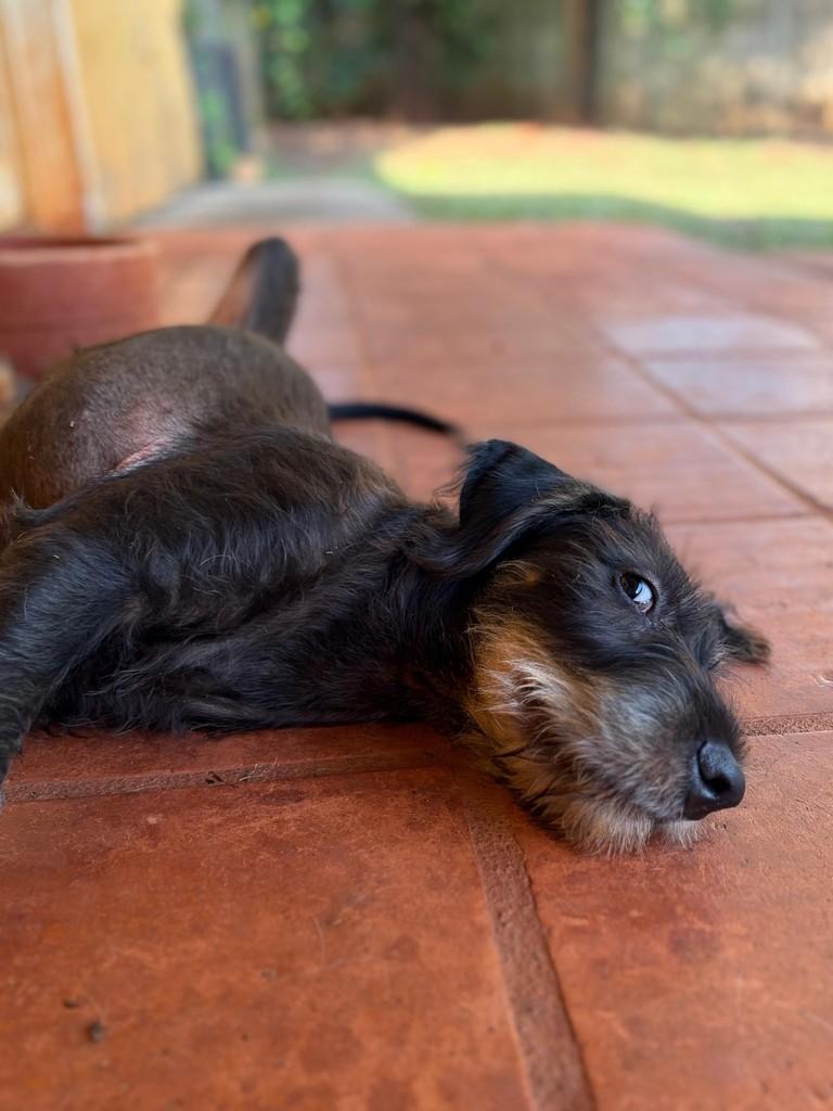 Bear Tonhão, cachorro de porte médio para adoção em Campinas - SP — foto 4 de 14