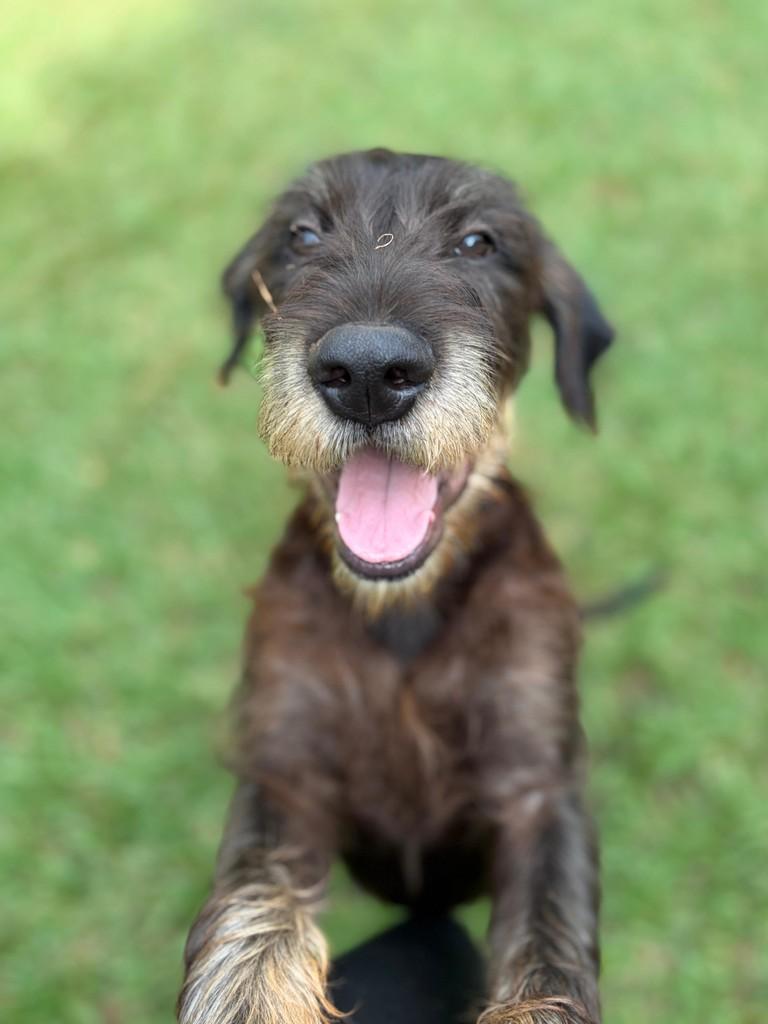 Bear Tonhão, cachorro de porte médio para adoção em Campinas - SP — foto 5 de 14