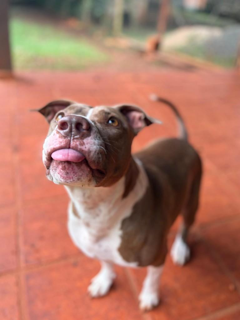 Romena, cadela de porte médio para adoção em Campinas - SP — foto 5 de 20