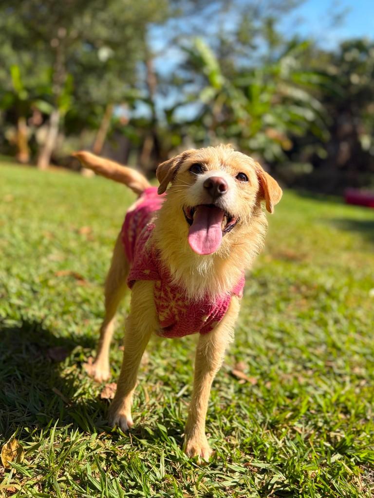 Eva, cadela de porte pequeno para adoção em Campinas - SP