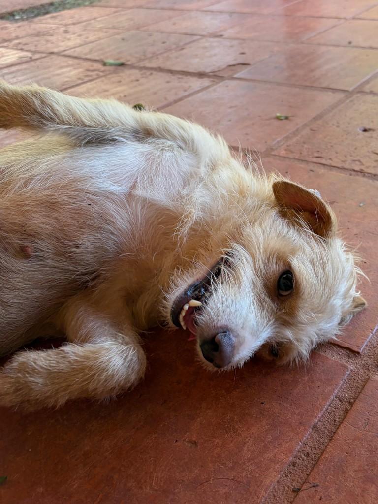 Eva, cadela de porte pequeno para adoção em Campinas - SP — foto 4 de 13