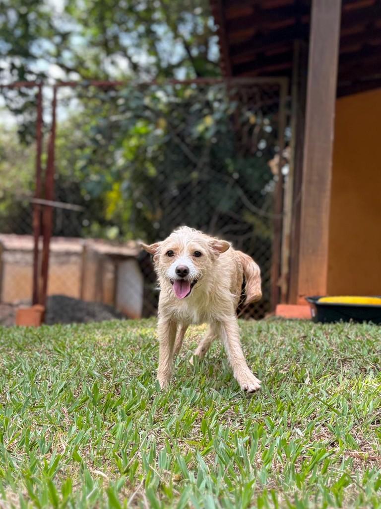 Eva, cadela de porte pequeno para adoção em Campinas - SP — foto 5 de 13