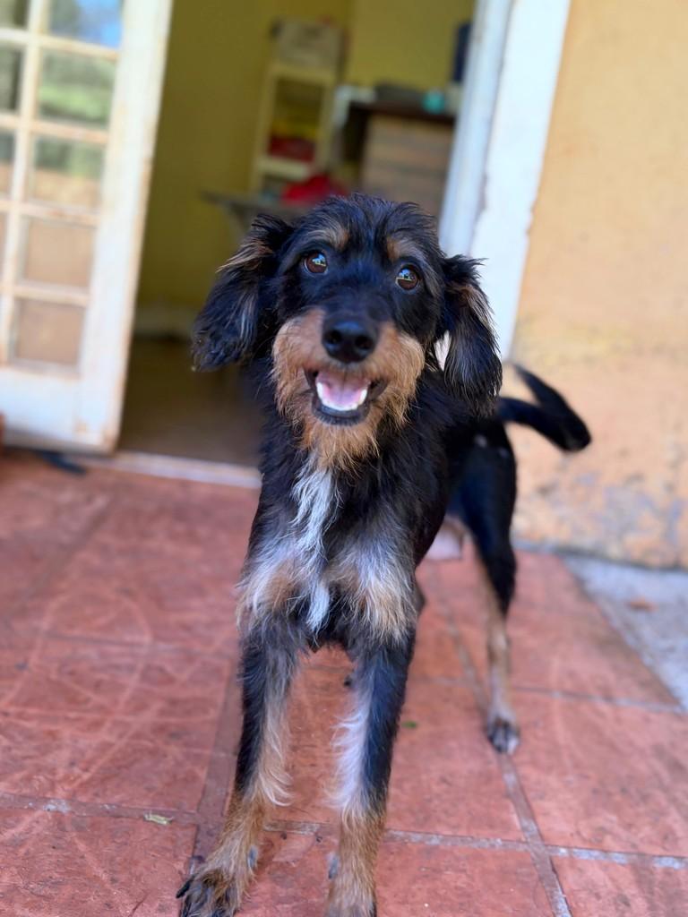 Liz, cadela de porte médio para adoção em Campinas - SP