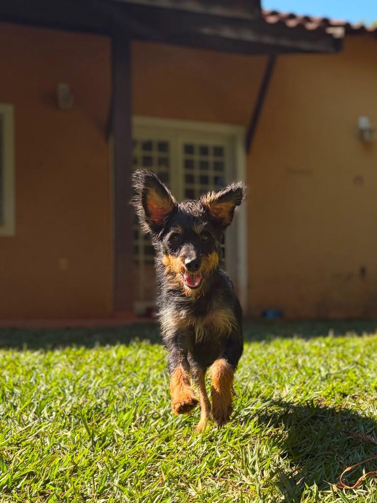 Liz, cadela de porte médio para adoção em Campinas - SP — foto 2 de 13