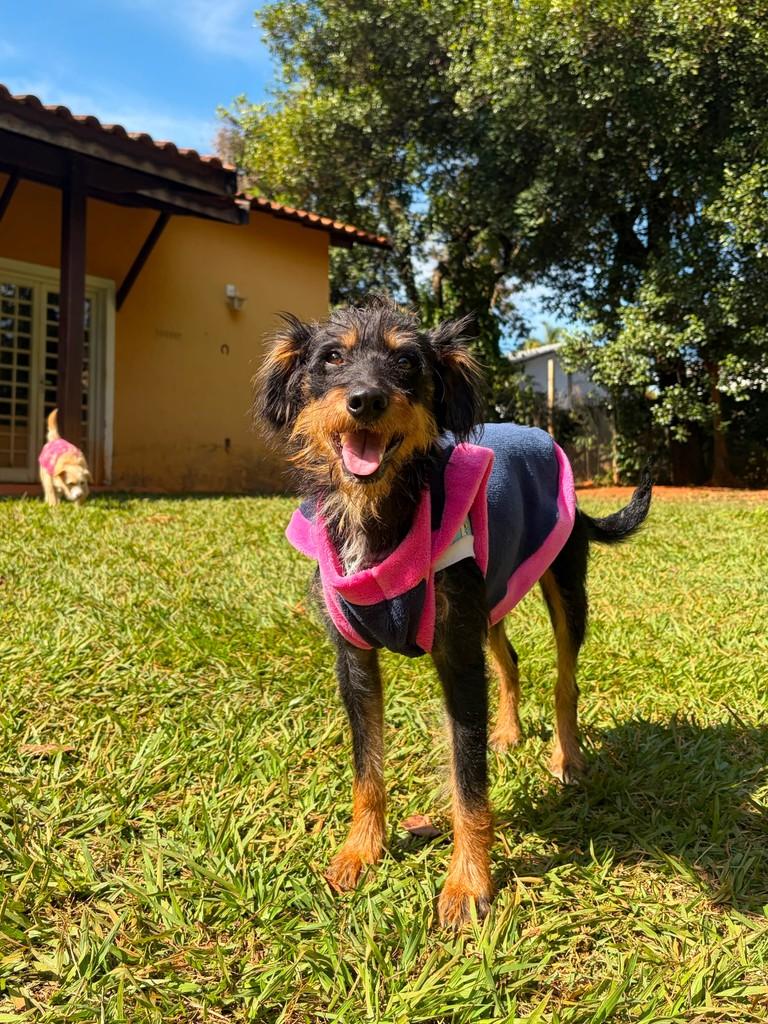Liz, cadela de porte médio para adoção em Campinas - SP — foto 3 de 13